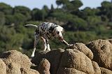 DALMATIEN 156